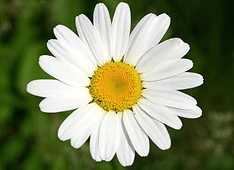 paquerette.jpg