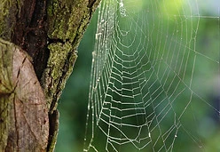 toile d'araignée.jpg