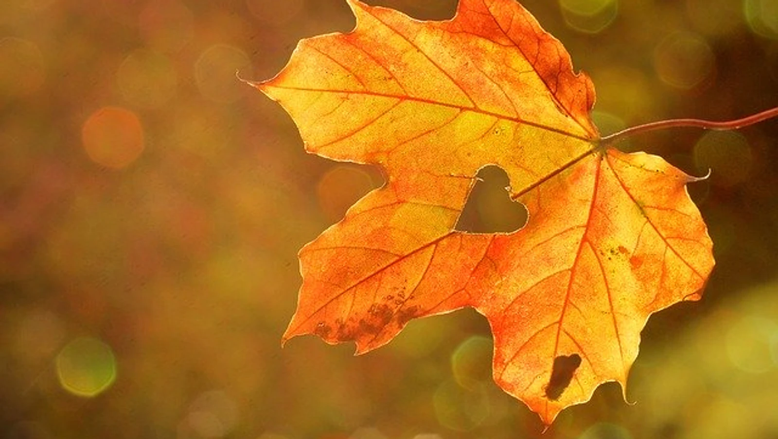 Newsletter octobre 2020