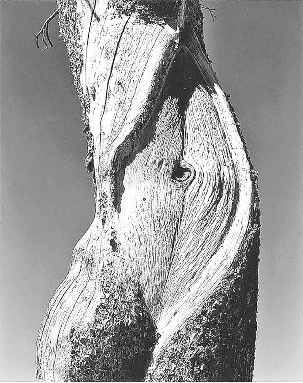 Arbre ventre_edited.jpg