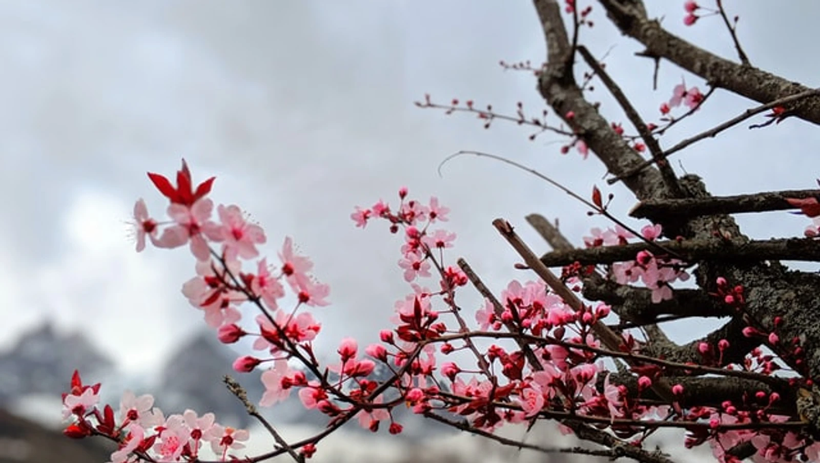 La vie en rose