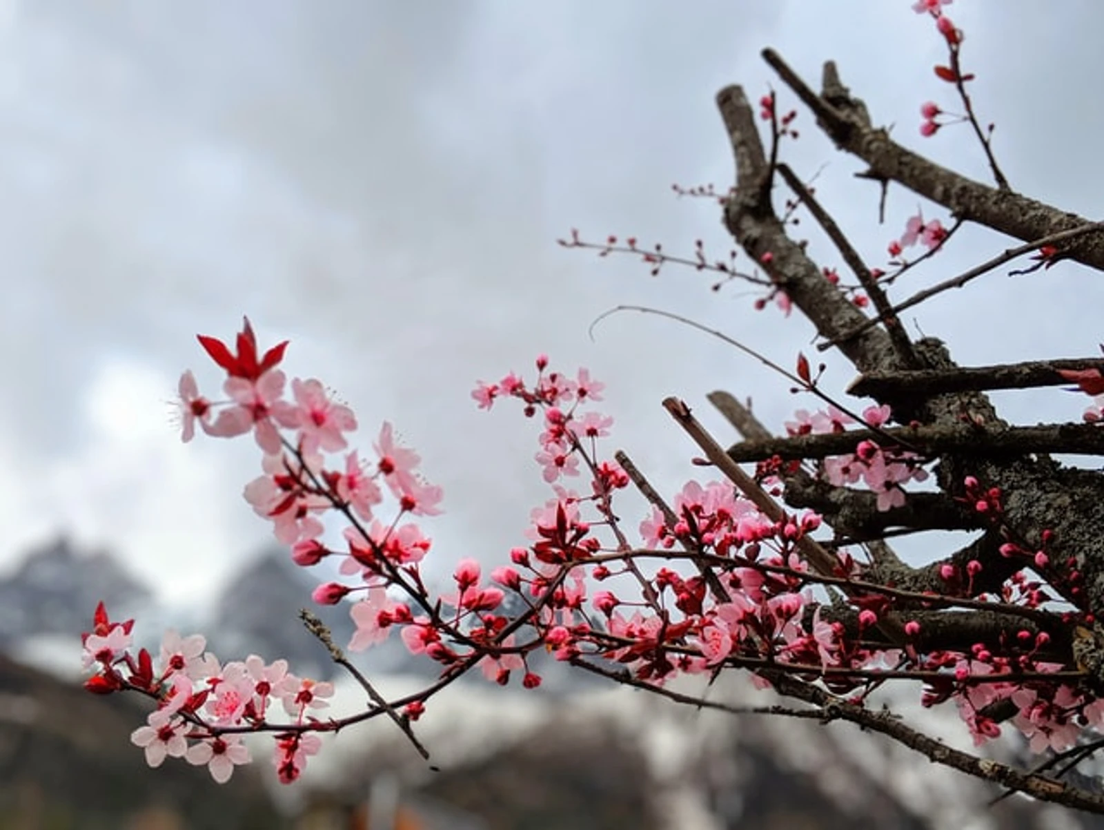 La vie en rose