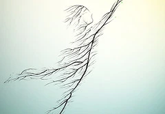 Ateliers corps, souffle, mouvement | Body-Mind Centering® | À Corps Libre | Nantes