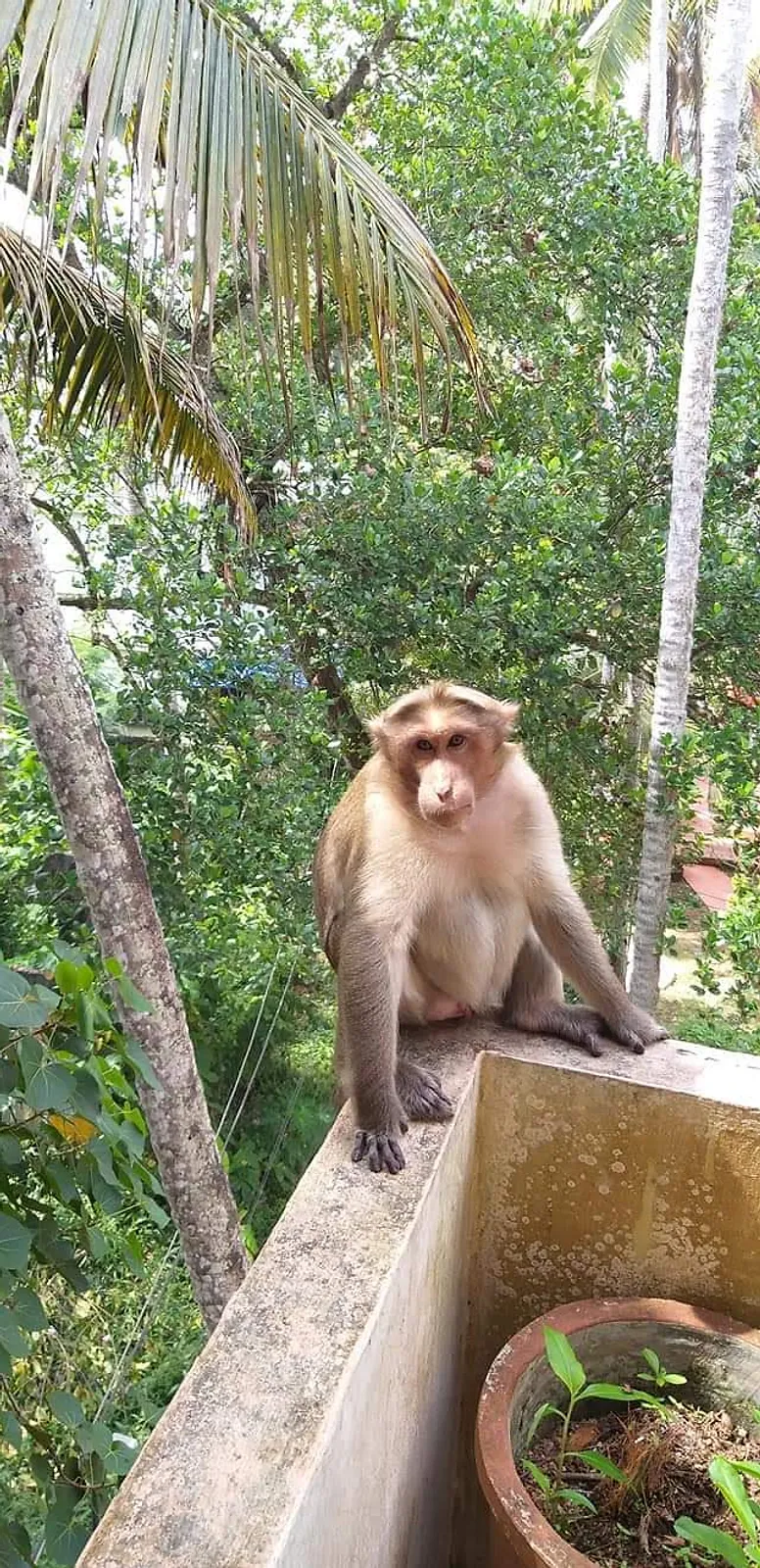 Singe sur le balcon, Voyage en Inde du sud, Ayurvéda, Massages ayurvédiques, Kerala