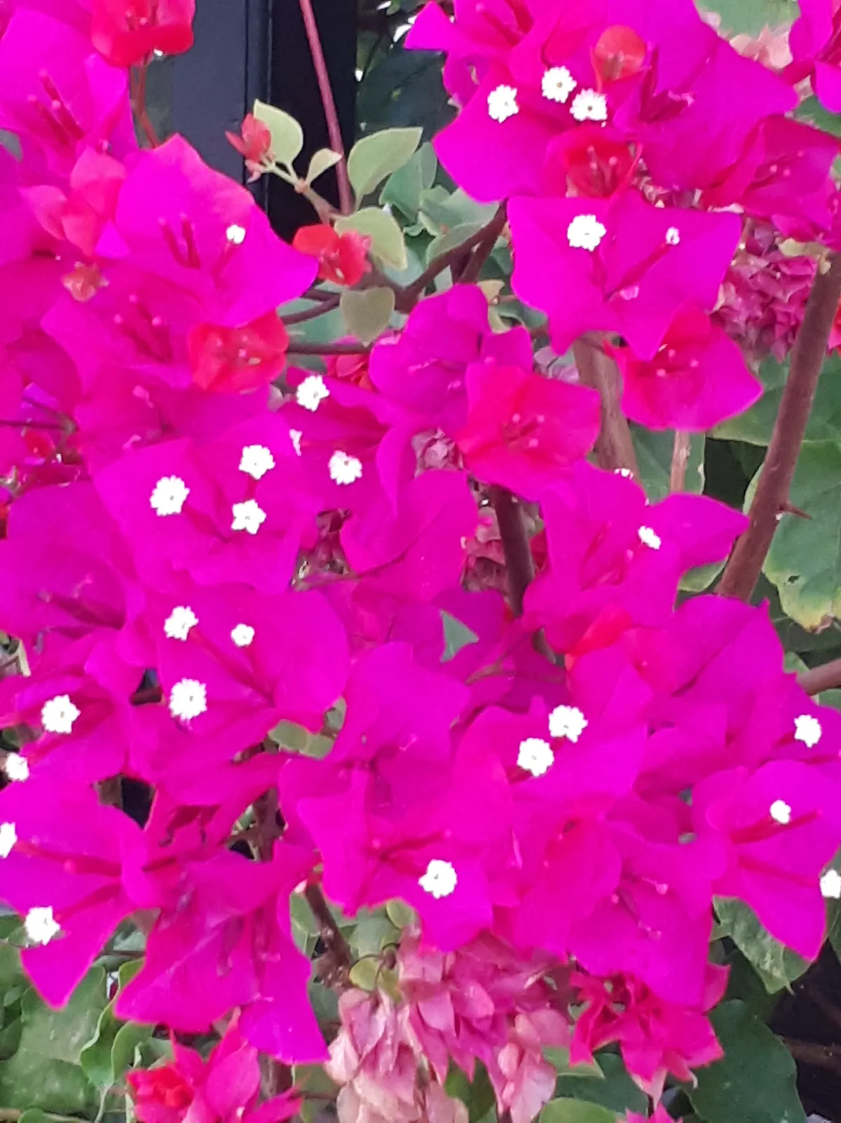 Fleur, Offrande, Voyage en Inde du sud, Yoga, Ayurvéda, Kerala